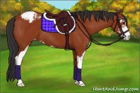 Horse Color:Bay Sabino Varnish 