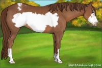 Horse Color:Chestnut Frame Appaloosa 