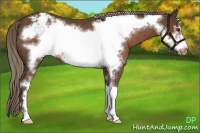 Horse Color:Liver Chestnut Sabino Frame Appaloosa Rabicano