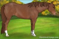 Horse Color:Chestnut Appaloosa 