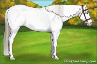 Horse Color:Buckskin Sabino Splash Appaloosa