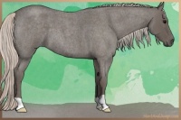 Horse Color:Silver Blue Roan 