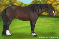 Horse Color:Brown Sabino 
