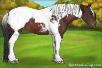 Horse Color:Bay Tobiano Appaloosa