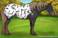 Horse Color:Liver Chestnut Sabino Appaloosa Rabicano 
