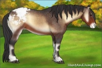 Horse Color:Brown Onyx Appaloosa