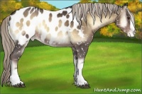 Horse Color:Chocolate Palomino Onyx Appaloosa 