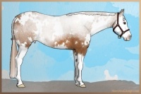 Horse Color:White Spotted Chestnut Splash