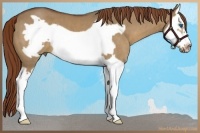 Horse Color:Red Dun Splash Frame
