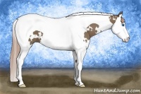 Horse Color:White Spotted Liver Red Dun Splash Tobiano 