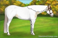Horse Color:Bay Dun Splash Tobiano Frame Appaloosa