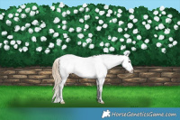 Horse Color:Chestnut Appaloosa