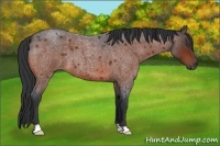 Horse Color:Bay Roan 