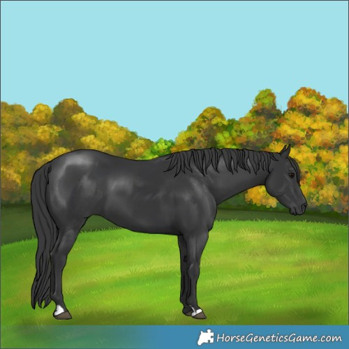 Horse Color:Black 
