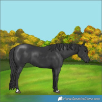 Horse Color:Black 