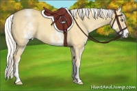 Horse Color:White Spotted Gold Cream Champagne