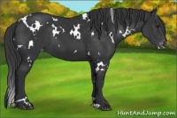 Horse Color:White Spotted Black Appaloosa