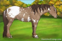 Horse Color:White Spotted Classic Champagne Snowcap Rabicano 