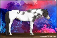 Horse Color:Liver Chestnut Sabino Tobiano Frame Appaloosa 