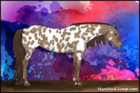 Horse Color:Liver Red Dun Appaloosa Brindle