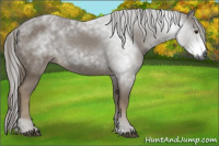 Horse Color:Gray Chestnut 