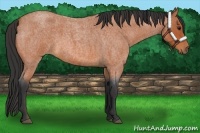 Horse Color:Bay Roan 