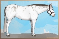 Horse Color:White Spotted Liver Red Roan Splash Appaloosa Rabicano