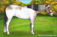Horse Color:White Spotted Brown Roan Dun Frame Rabicano