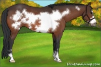 Horse Color:Bay Sabino Frame Rabicano