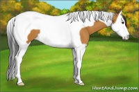 Horse Color:Bay Splash Tobiano
