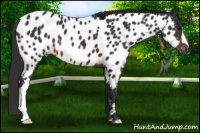 Horse Color:Brown Appaloosa
