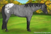 Horse Color:Blue Roan Appaloosa 