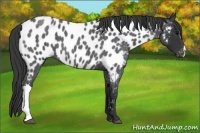 Horse Color:Blue Roan Near Leopard 