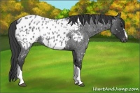 Horse Color:Blue Roan Near Leopard 