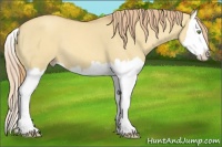Horse Color:Gold Champagne Dun Splash