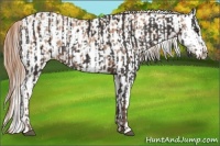 Horse Color:Liver Chestnut  and Gold Champagne Splash Appaloosa 