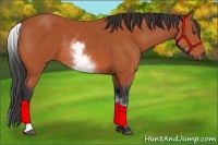 Horse Color:White Spotted Bay 