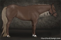 Horse Color:Liver Chestnut 