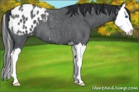 Horse Color:Blue Roan Splash Appaloosa