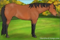 Horse Color:Bay 