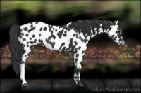 Horse Color:Black Appaloosa