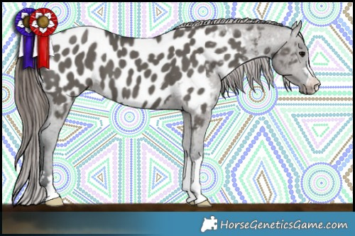 Horse Color:Grullo Appaloosa 