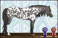 Horse Color:Grullo Appaloosa 