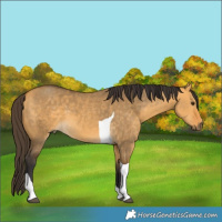 Horse Color:Buckskin Dun Tobiano