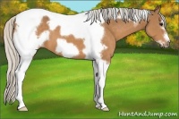 Horse Color:Silver Buckskin Tobiano Frame