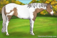 Horse Color:Silver Brown Dun Splash Tobiano Frame Rabicano 