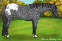 Horse Color:Blue Roan Snowflake Varnish