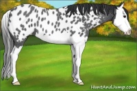 Horse Color:Blue Roan Splash Appaloosa 
