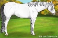 Horse Color:White Spotted Blue Roan Near Leopard 