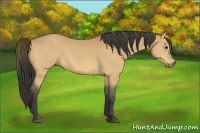 Horse Color:Buckskin 